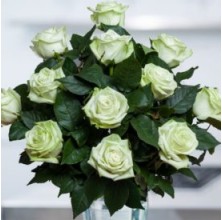 Green Royal - 12 Stems In Bouquet